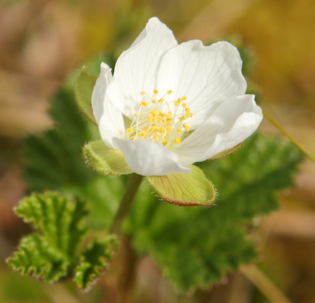 Valokuvaaja: Sami Korhonen
