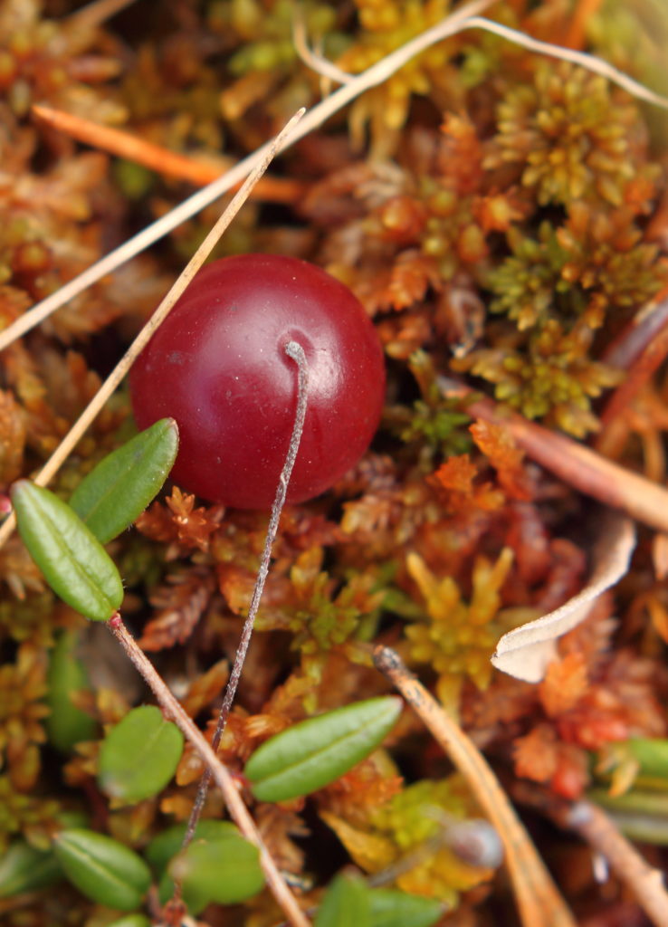 Valokuvaaja: Sami Korhonen