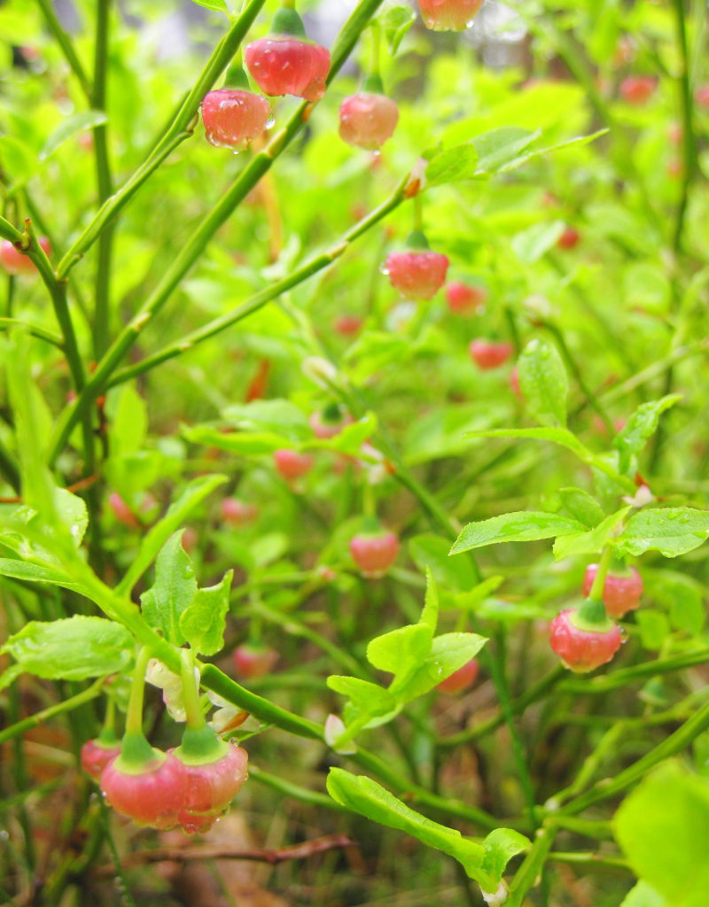 Valokuvaaja: Sami Korhonen