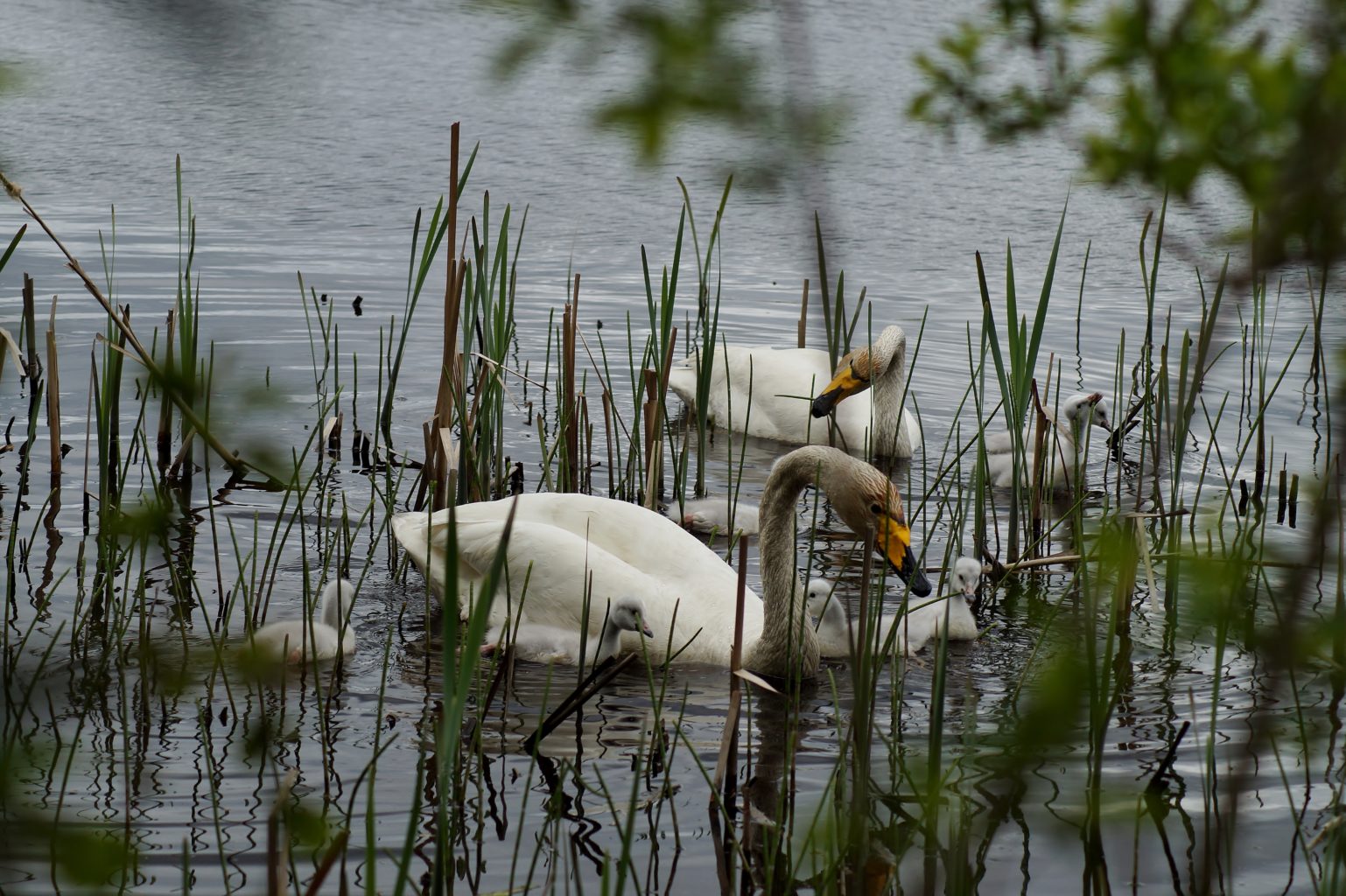 Valokuvaaja: Maarit Siitonen Valokuvaaja: Maarit Siitonen