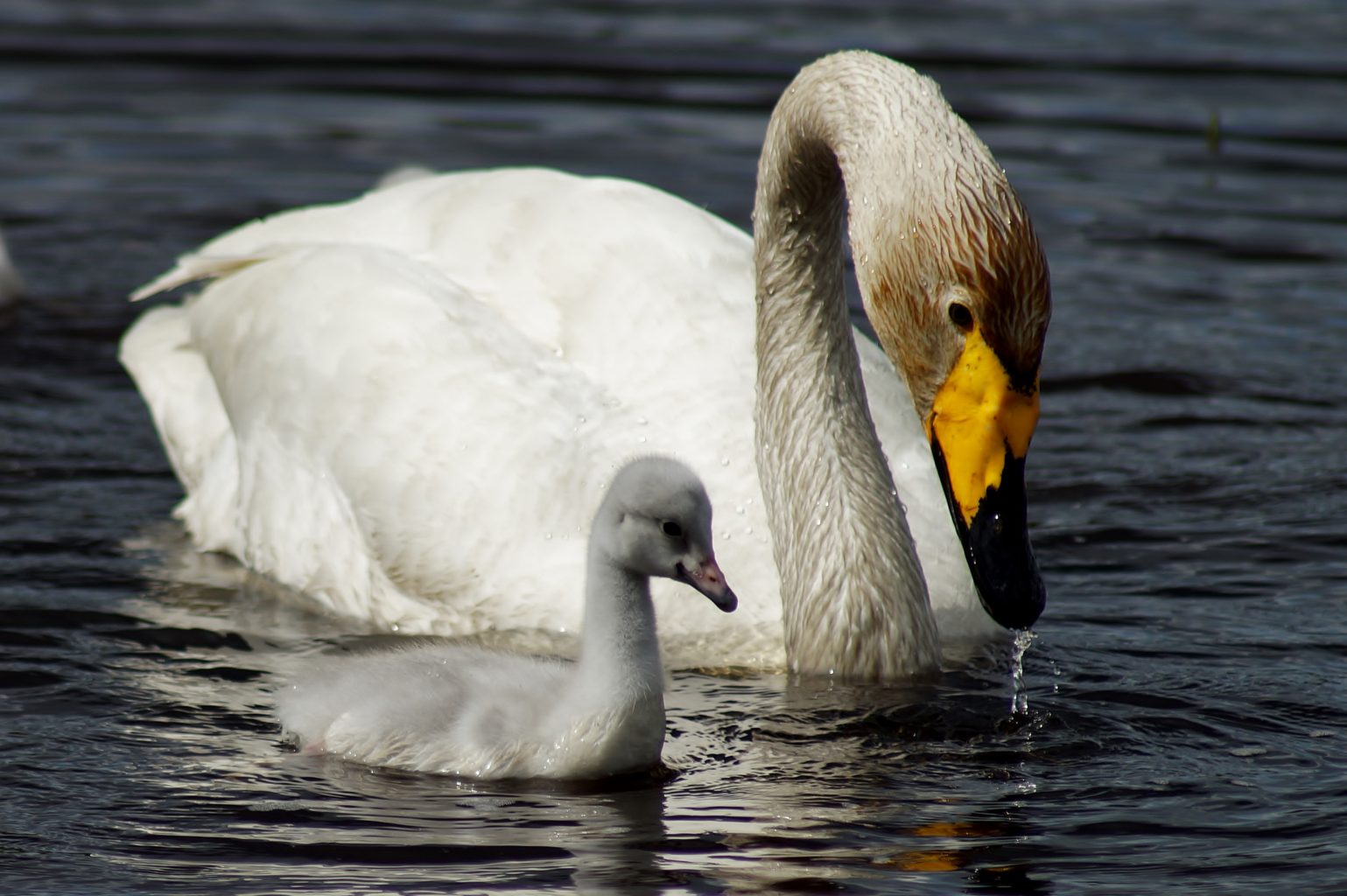 Valokuvaaja: Maarit Siitonen