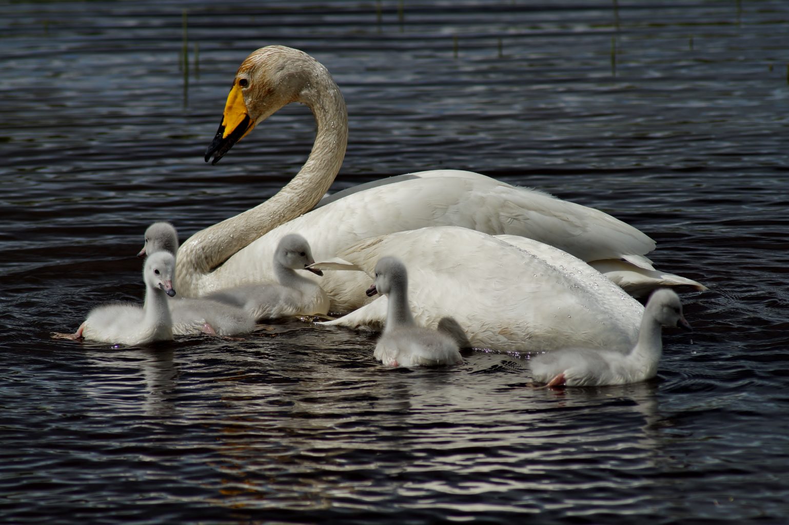 Valokuvaaja: Maarit Siitonen
