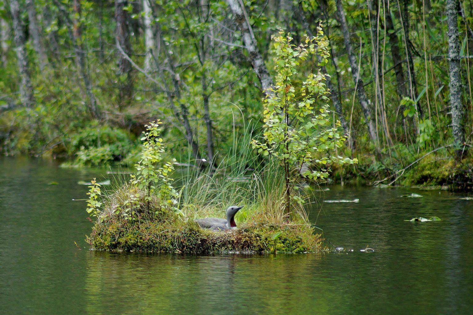 Valokuvaaja: Maarit Siitonen