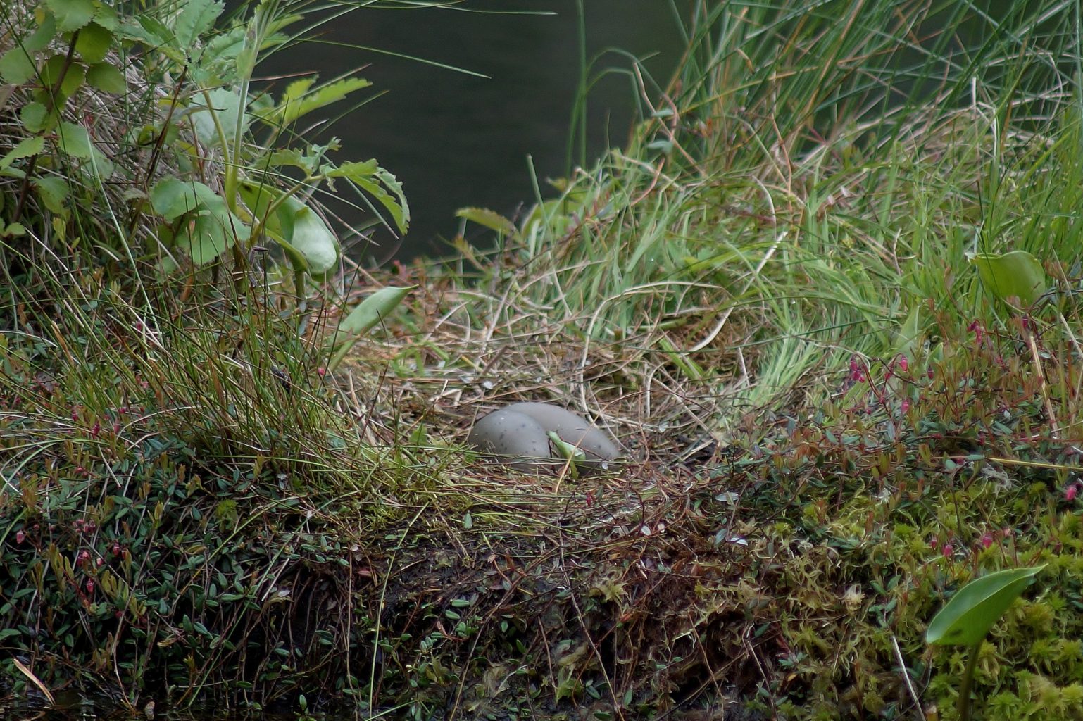 Valokuvaaja: Maarit Siitonen