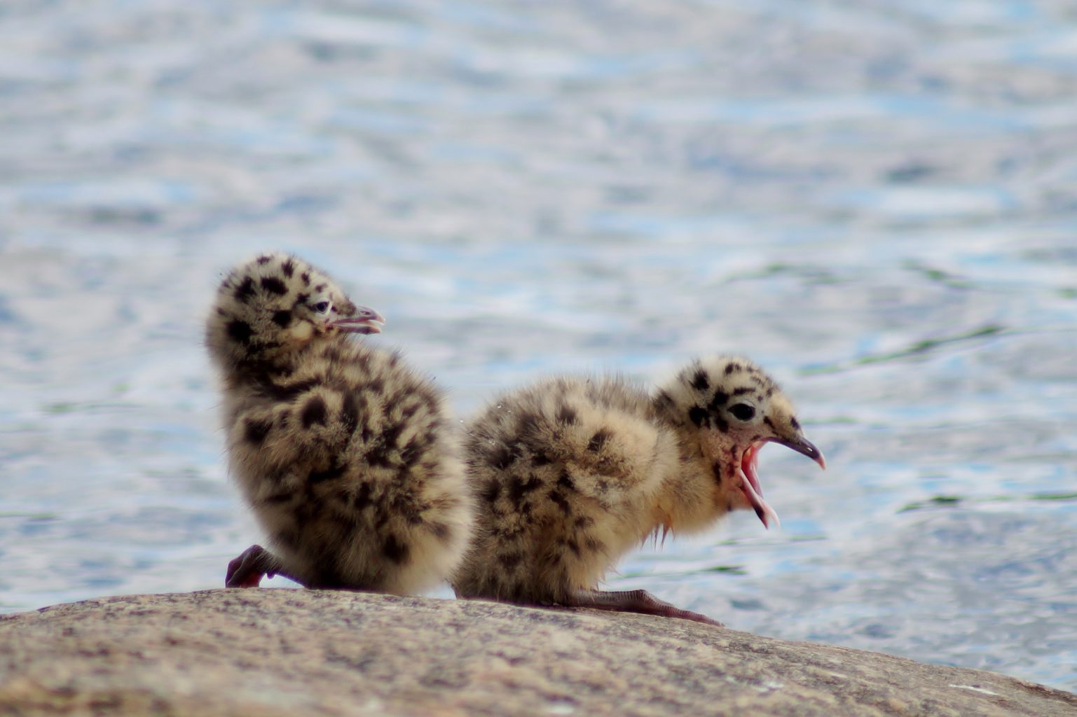 Valokuvaaja: Maarit Siitonen