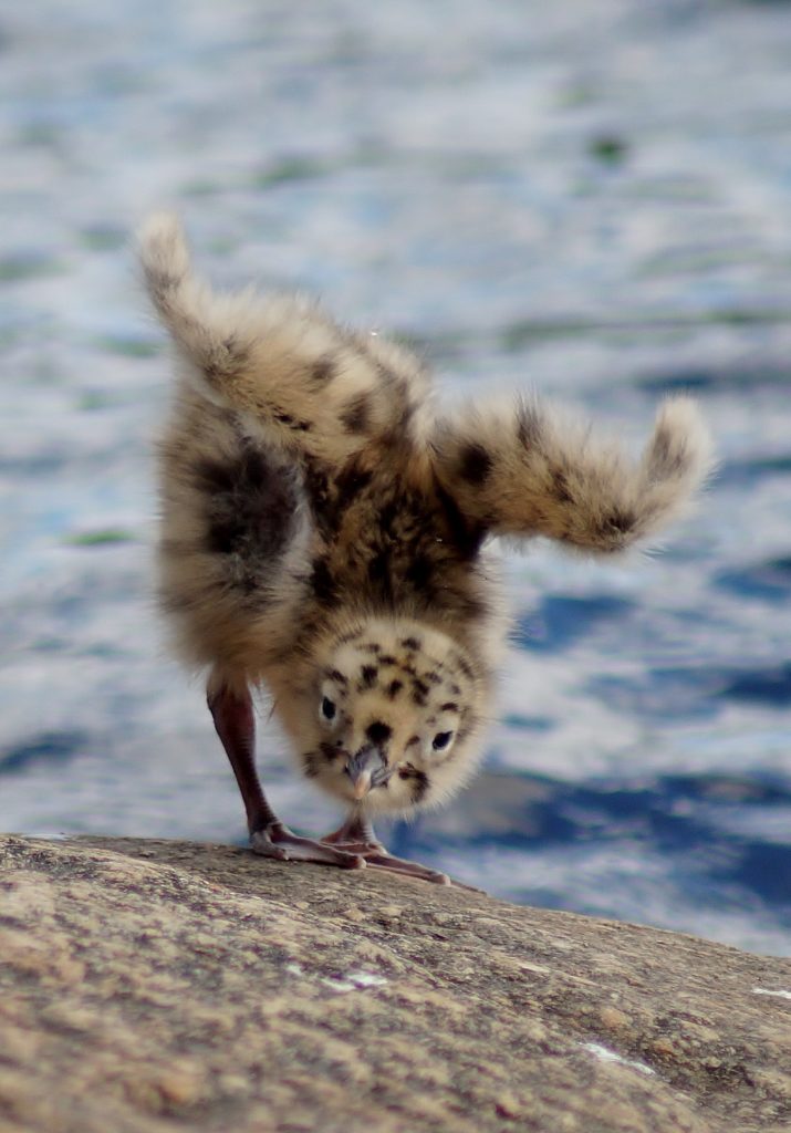 Valokuvaaja: Maarit Siitonen