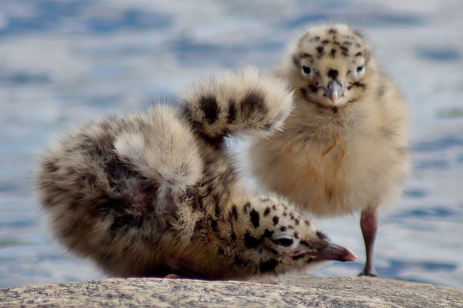 Valokuvaaja: Maarit Siitonen