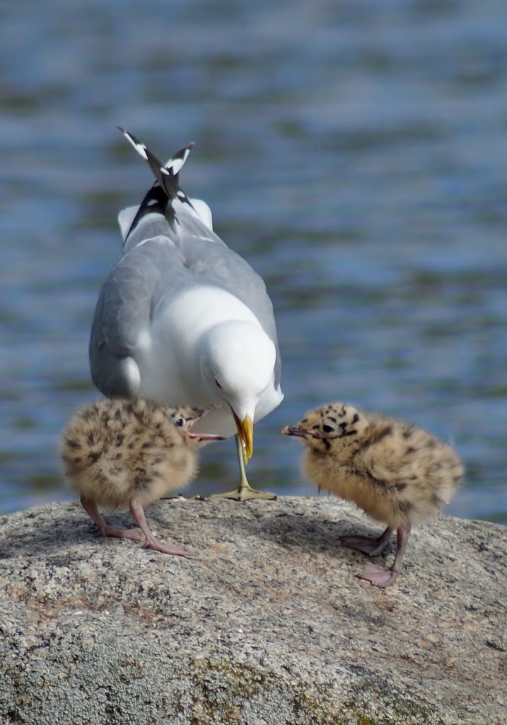 Valokuvaaja: Maarit Siitonen