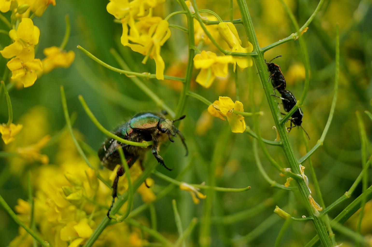 Valokuvaaja: Maarit Siitonen