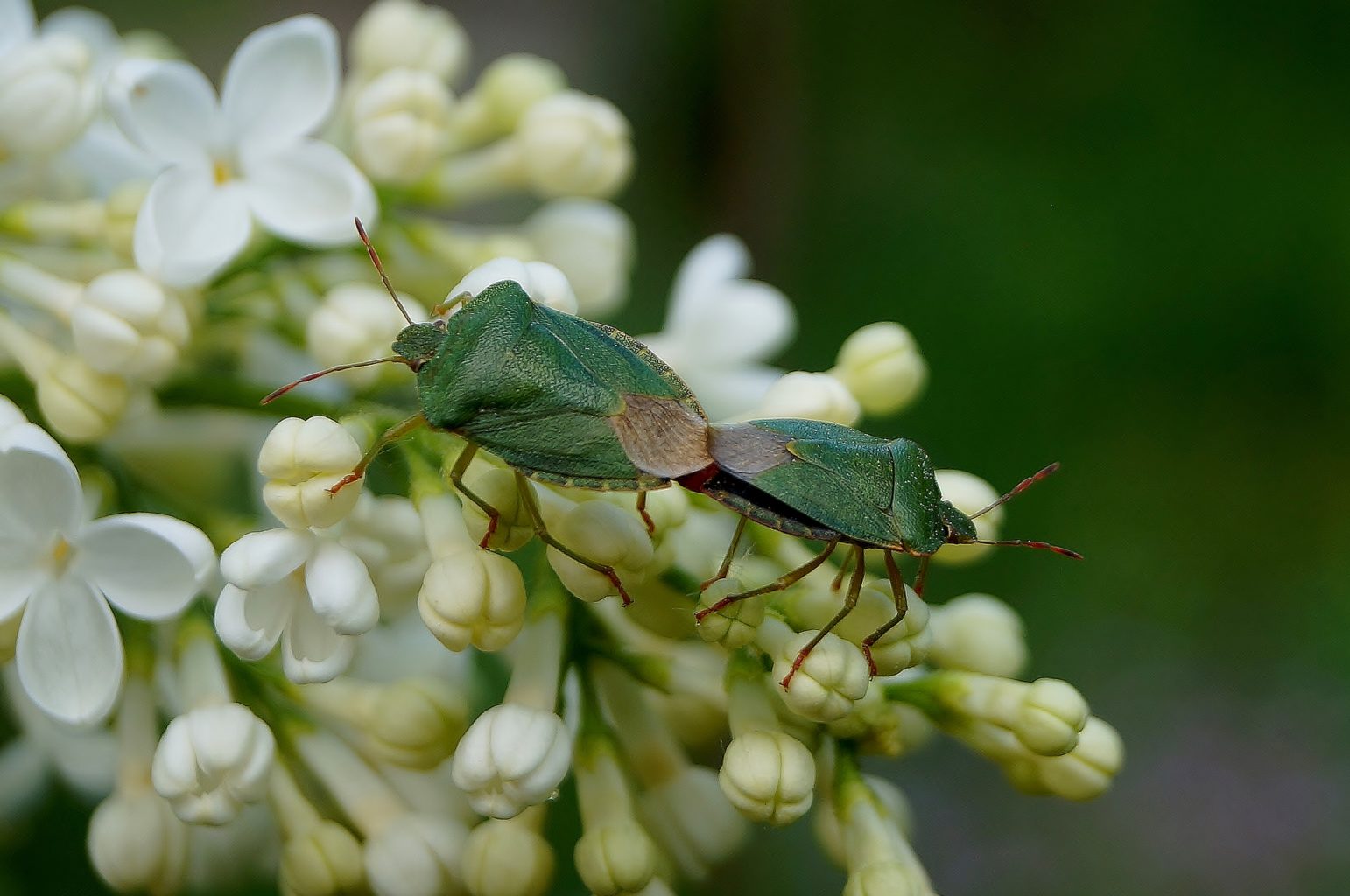 Valokuvaaja: Maarit Siitonen