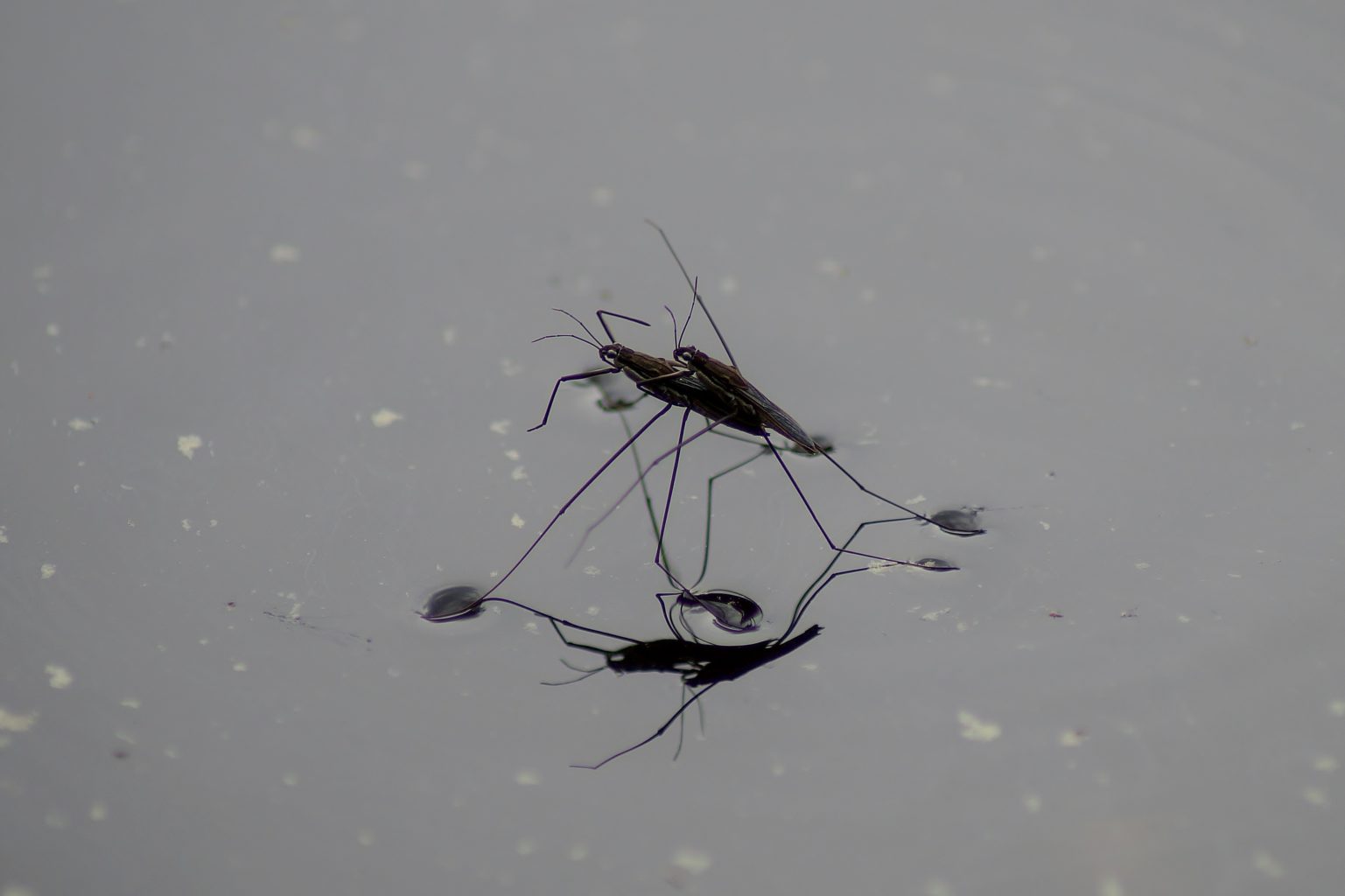 Valokuvaaja: Maarit Siitonen