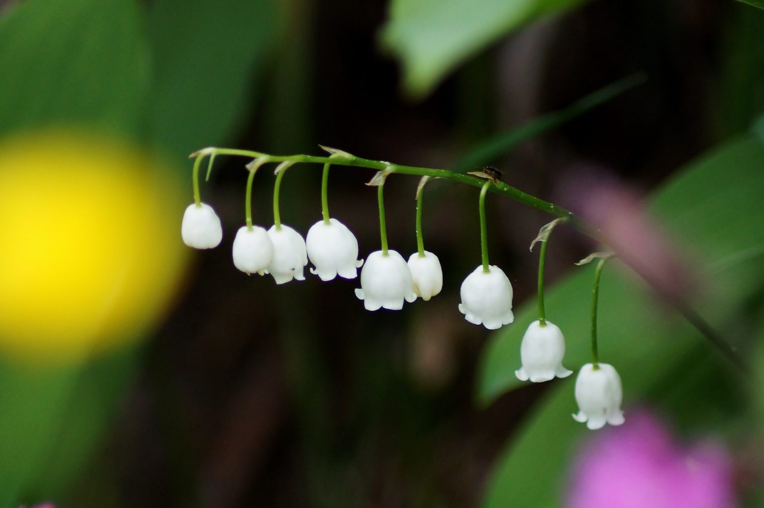 Valokuvaaja: Maarit Siitonen