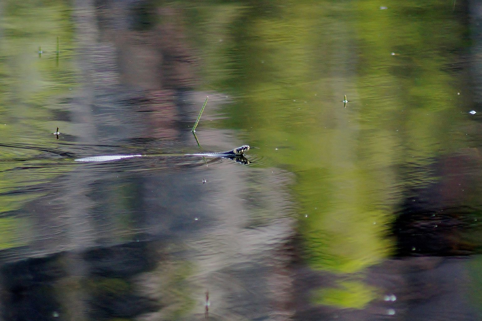 Valokuvaaja: Maarit Siitonen