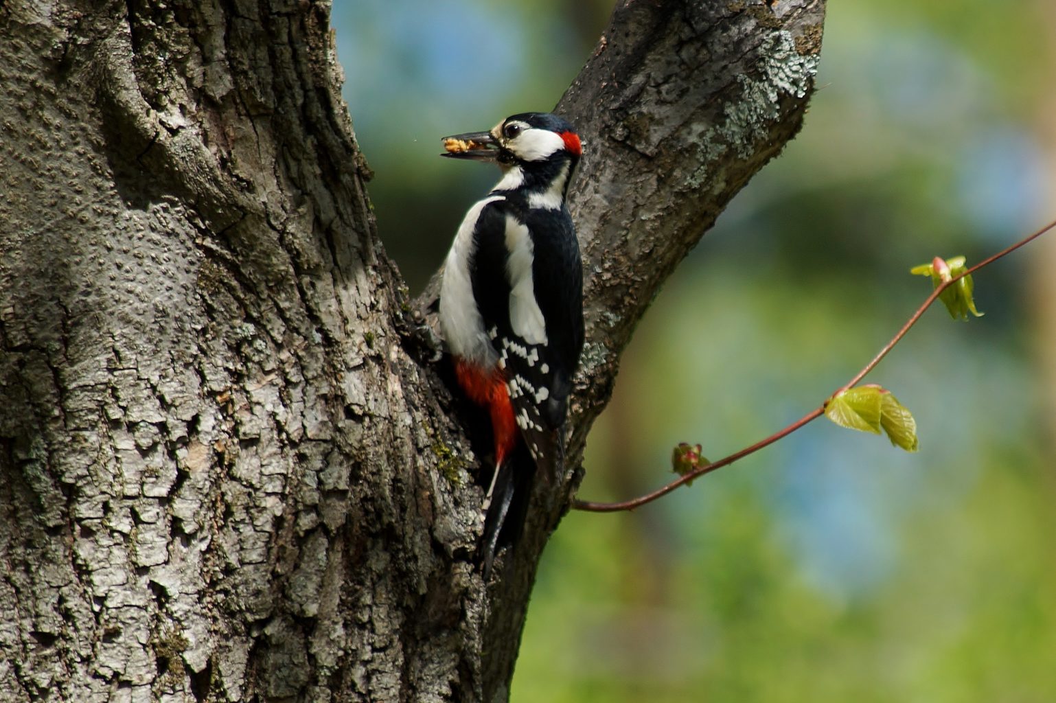 Valokuvaaja: Maarit Siitonen