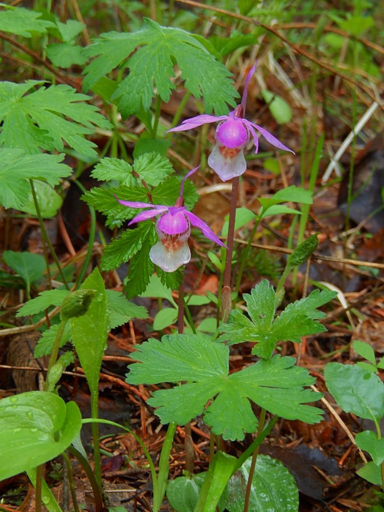 Valokuvaaja: Pirkko Siukonen