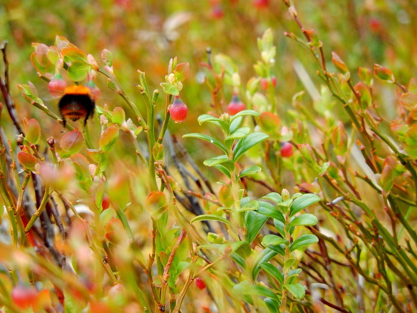 Valokuvaaja: Pirkko Siukonen