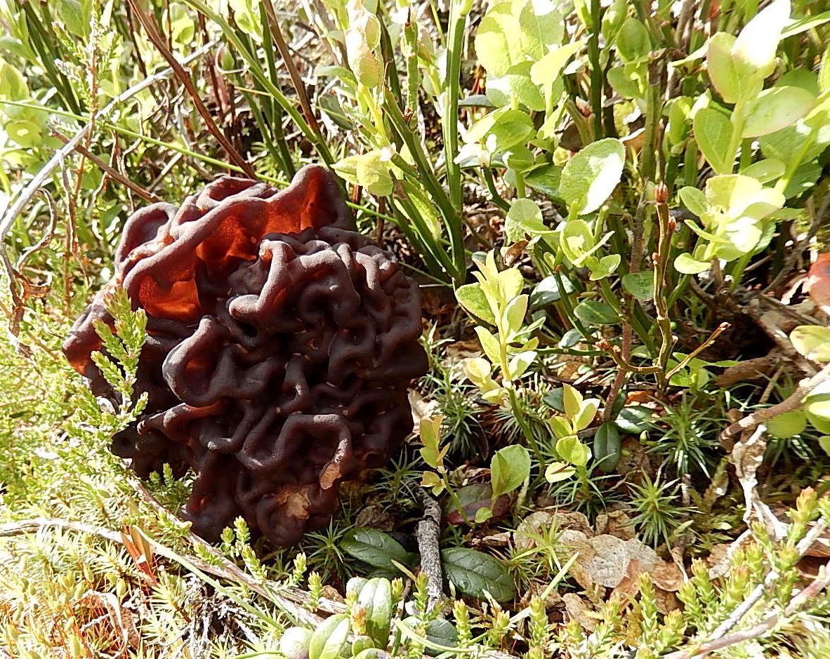 Valokuvaaja: Pirkko Siukonen