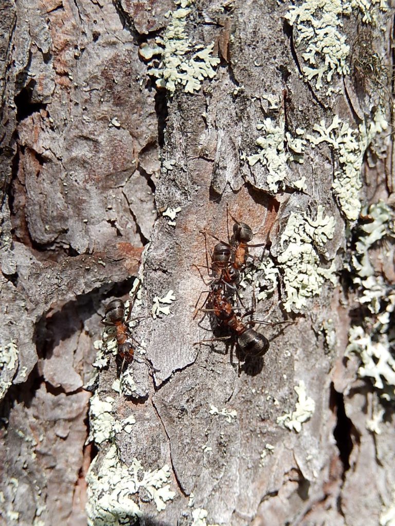 Valokuvaaja: Pirkko Siukonen