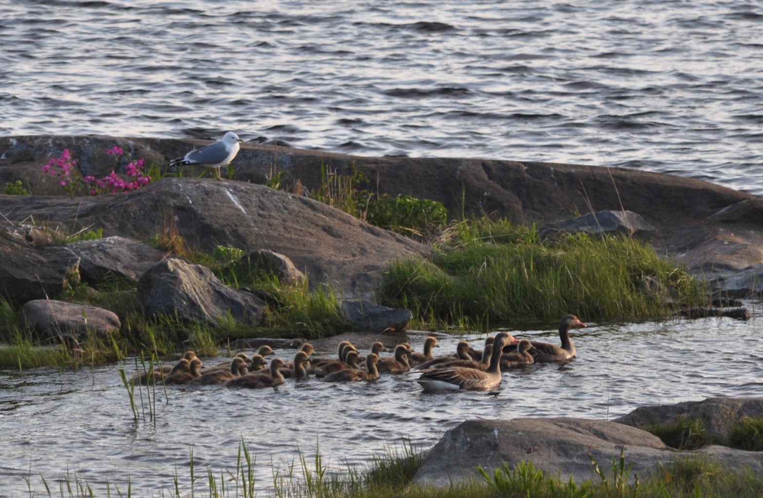 Valokuvaaja: Mauno Lilja