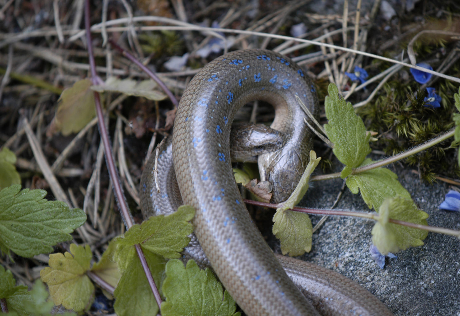 Valokuvaaja: Rainer Grönholm