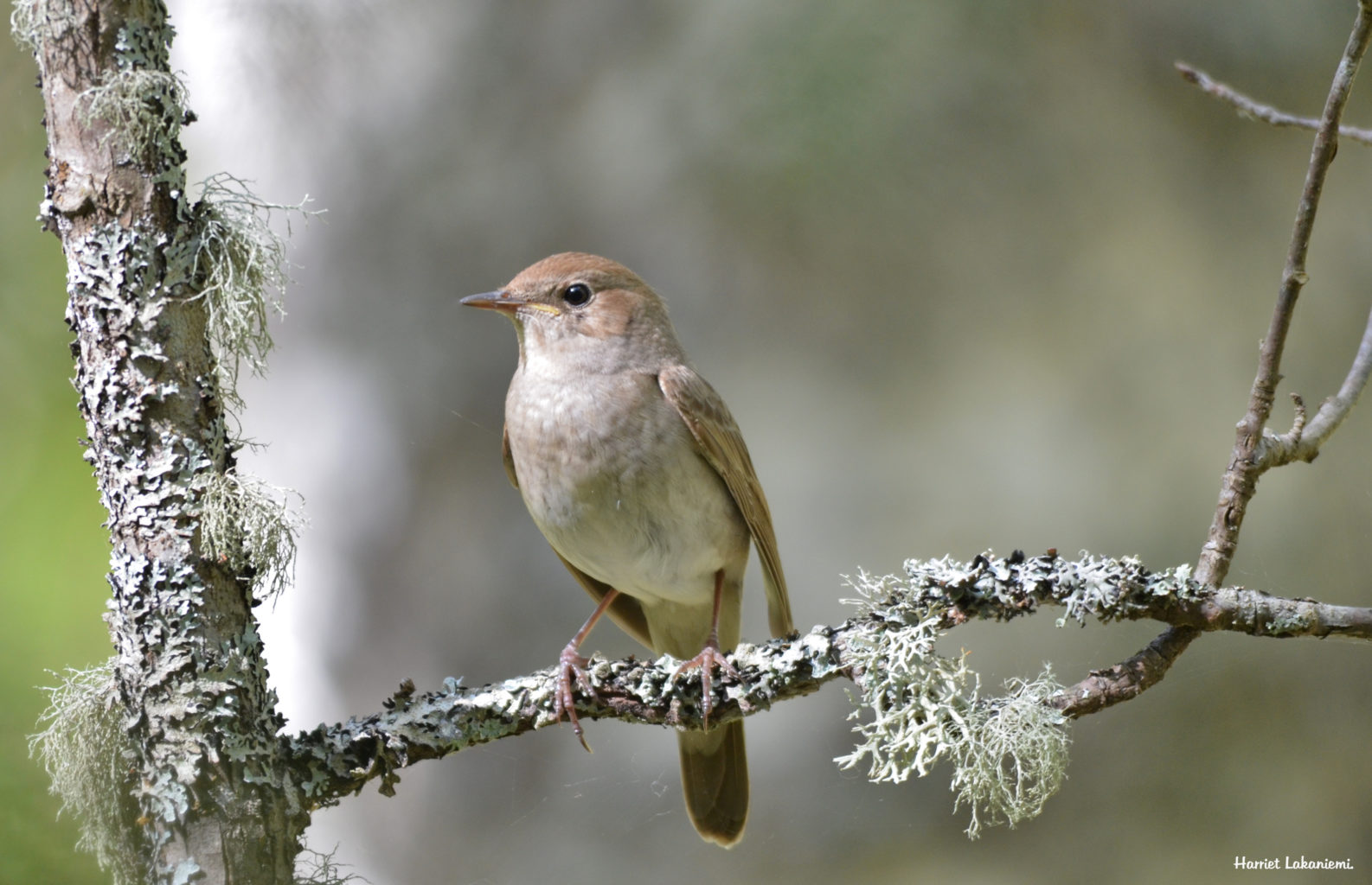 Valokuvaaja: Harriet Lakaniemi