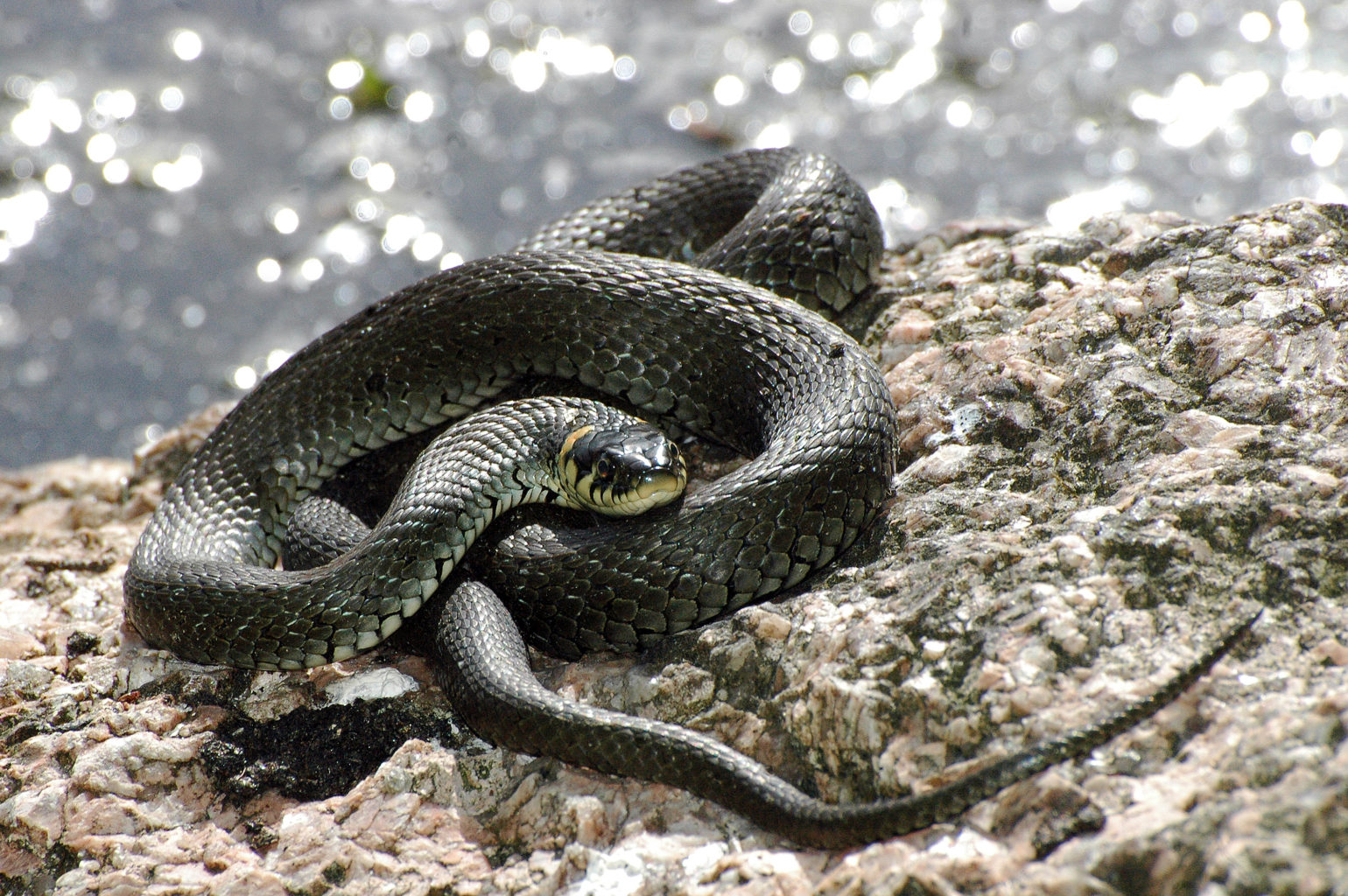 Valokuvaaja: Paavo Siukonen