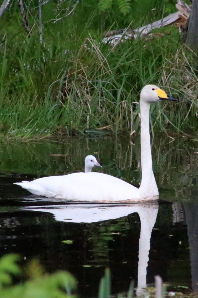 Valokuvaaja: Milka Turila