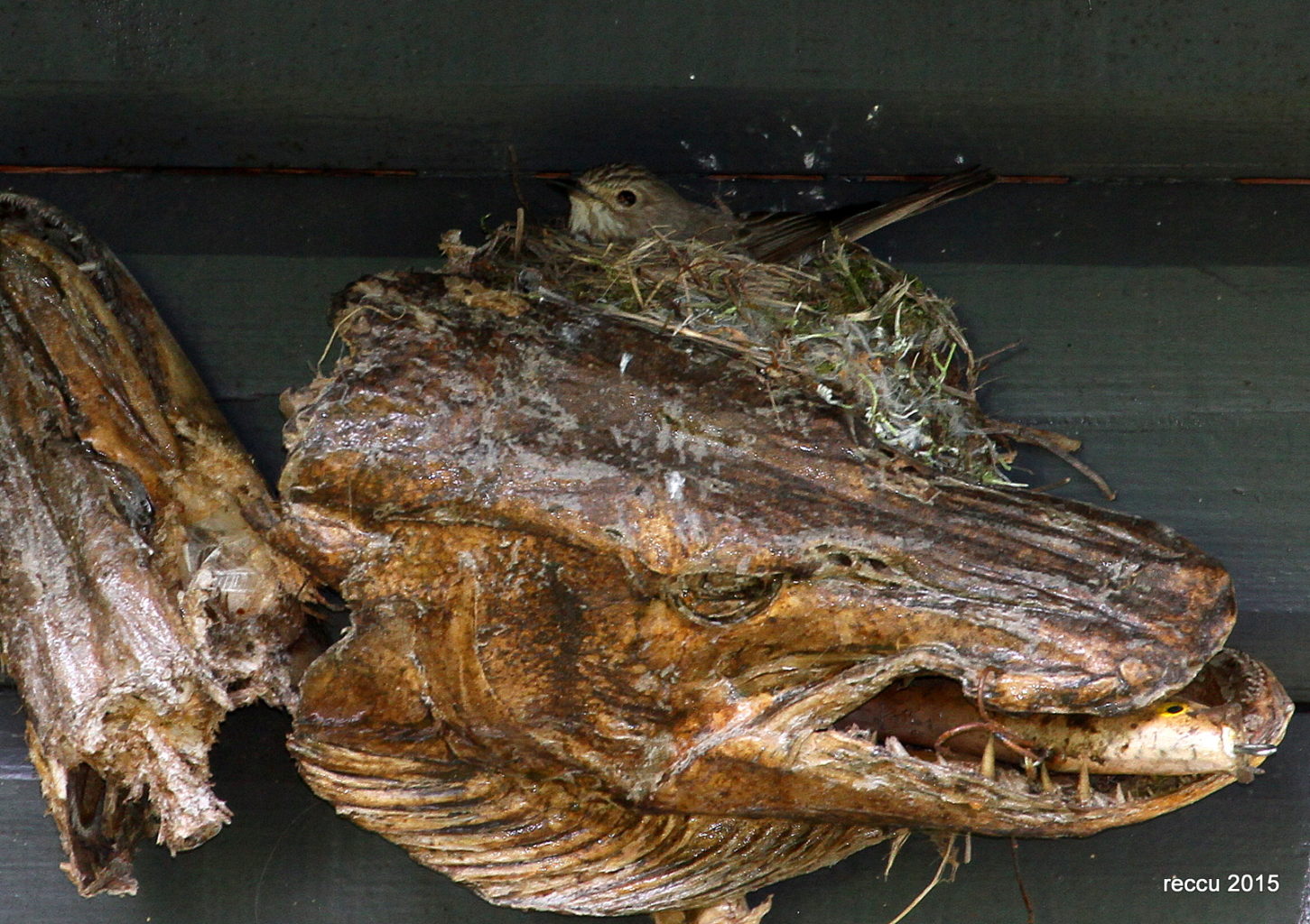 Valokuvaaja: reijo lehtonen