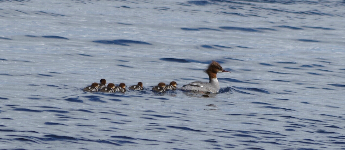 Valokuvaaja: Tuula Makkonen