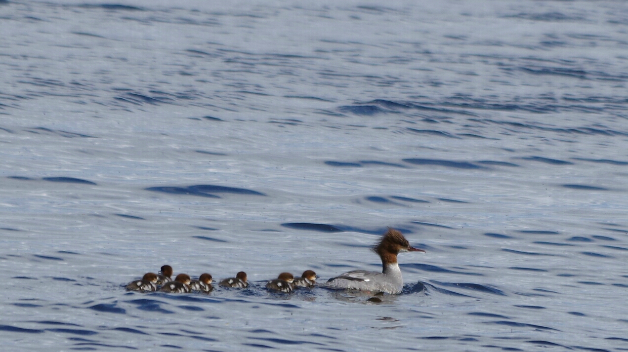 Valokuvaaja: Tuula Makkonen