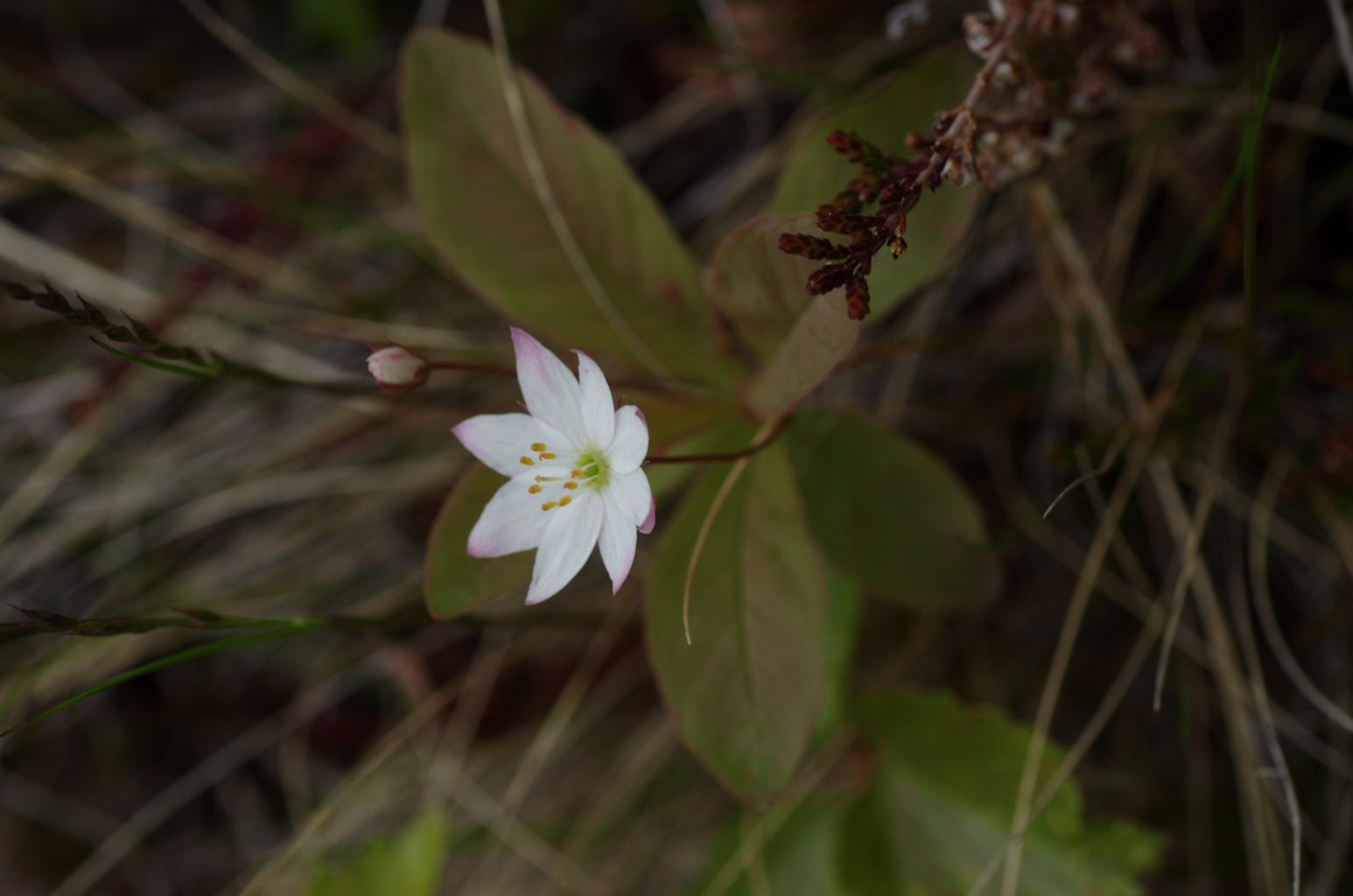 Valokuvaaja: Alli Kälkäjä-Hannus