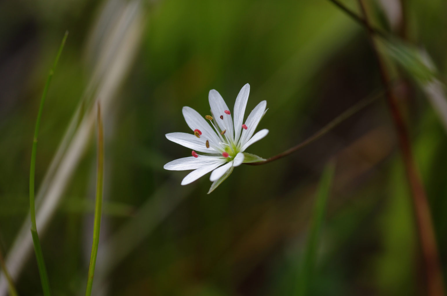 Valokuvaaja: Alli Kälkäjä-Hannus
