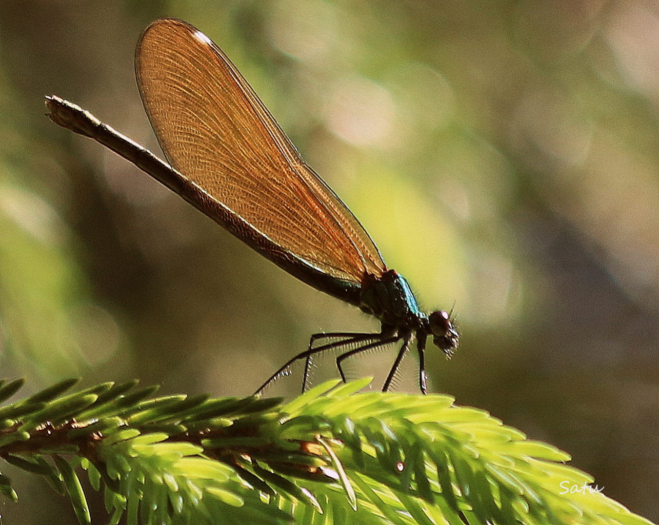 Valokuvaaja: Satu Vaarula
