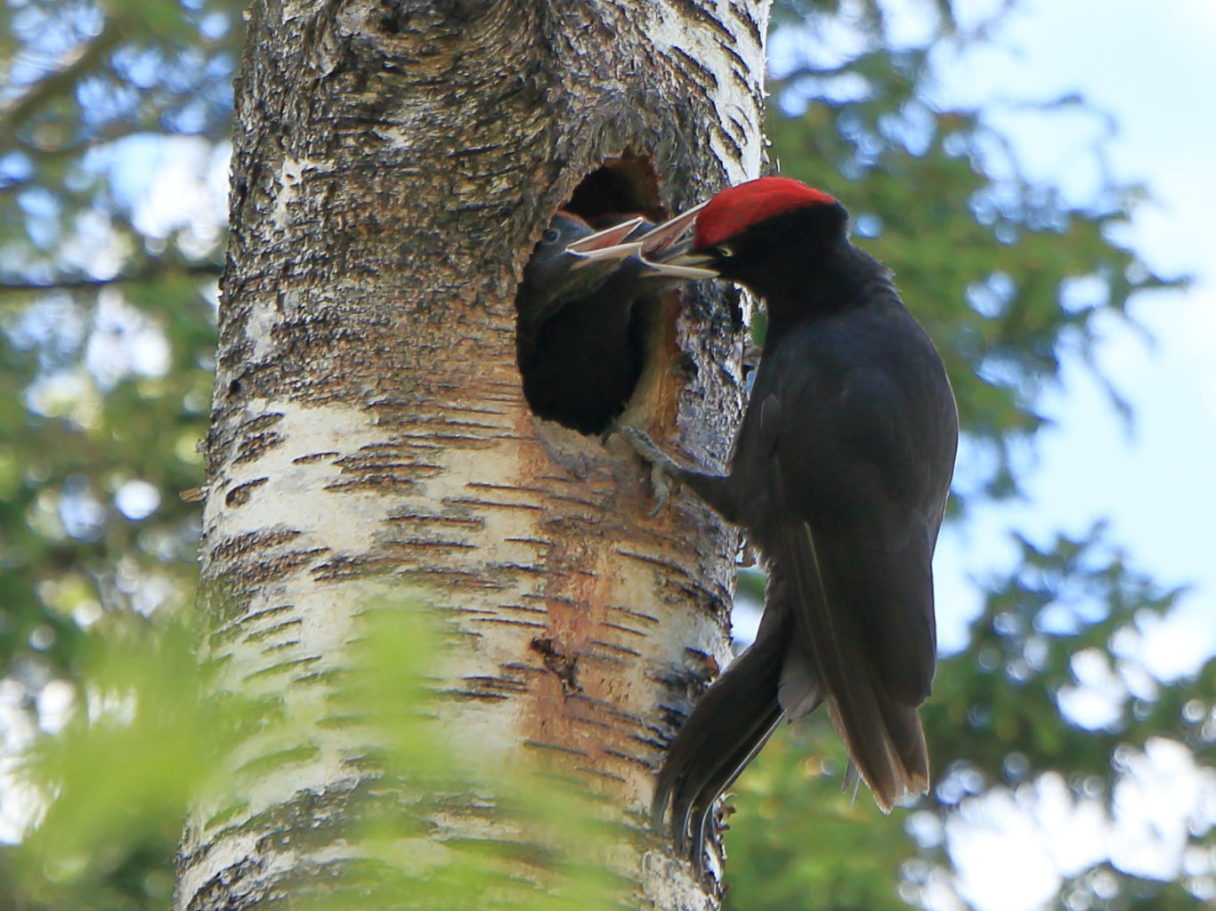 Valokuvaaja: Simon Wylie
