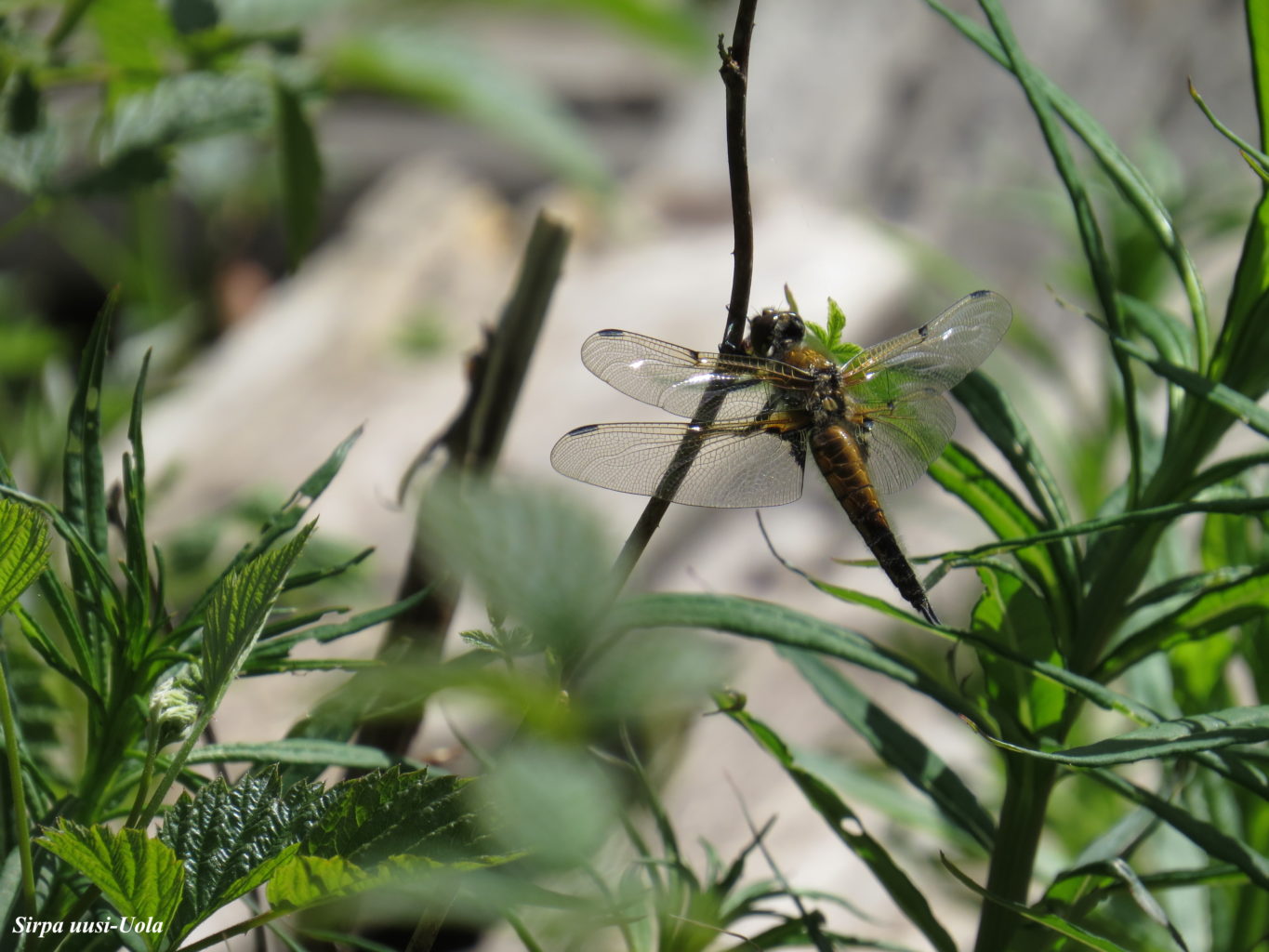 Valokuvaaja: Sirpa Uusi-Uola