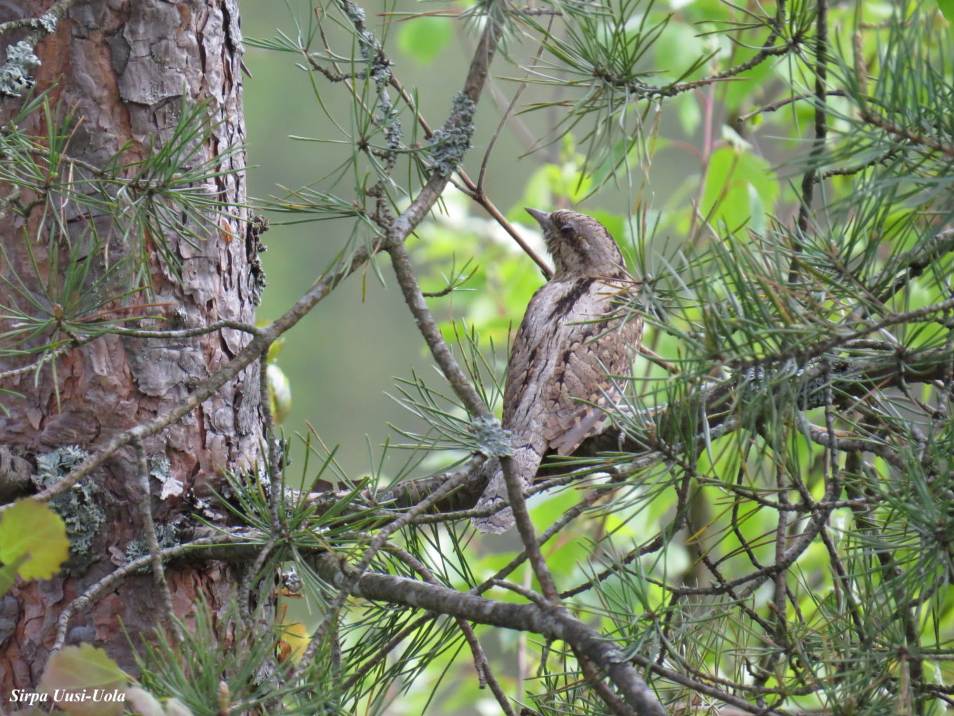 Valokuvaaja: Sirpa Uusi-Uola