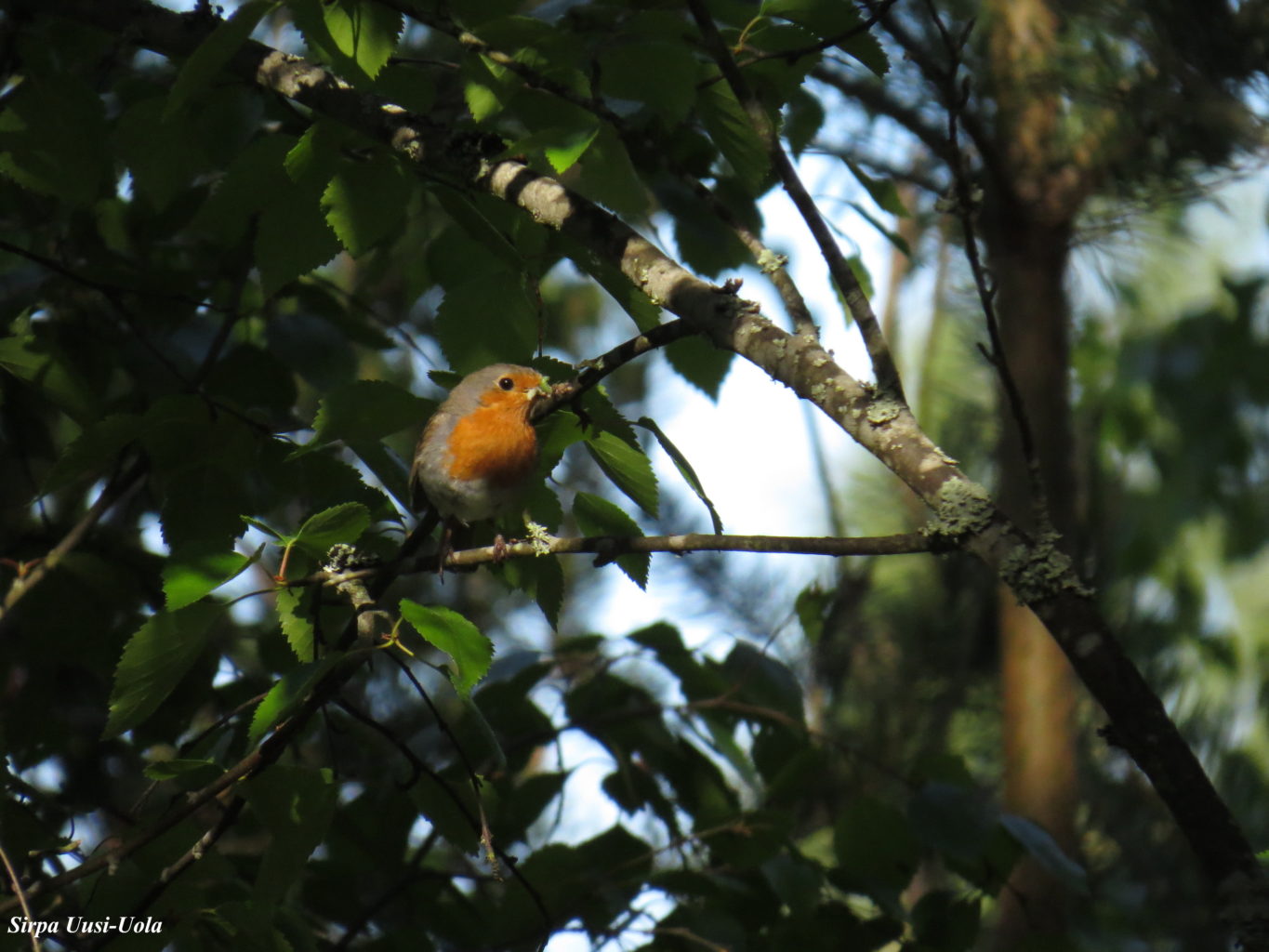 Valokuvaaja: Sirpa Uusi-Uola