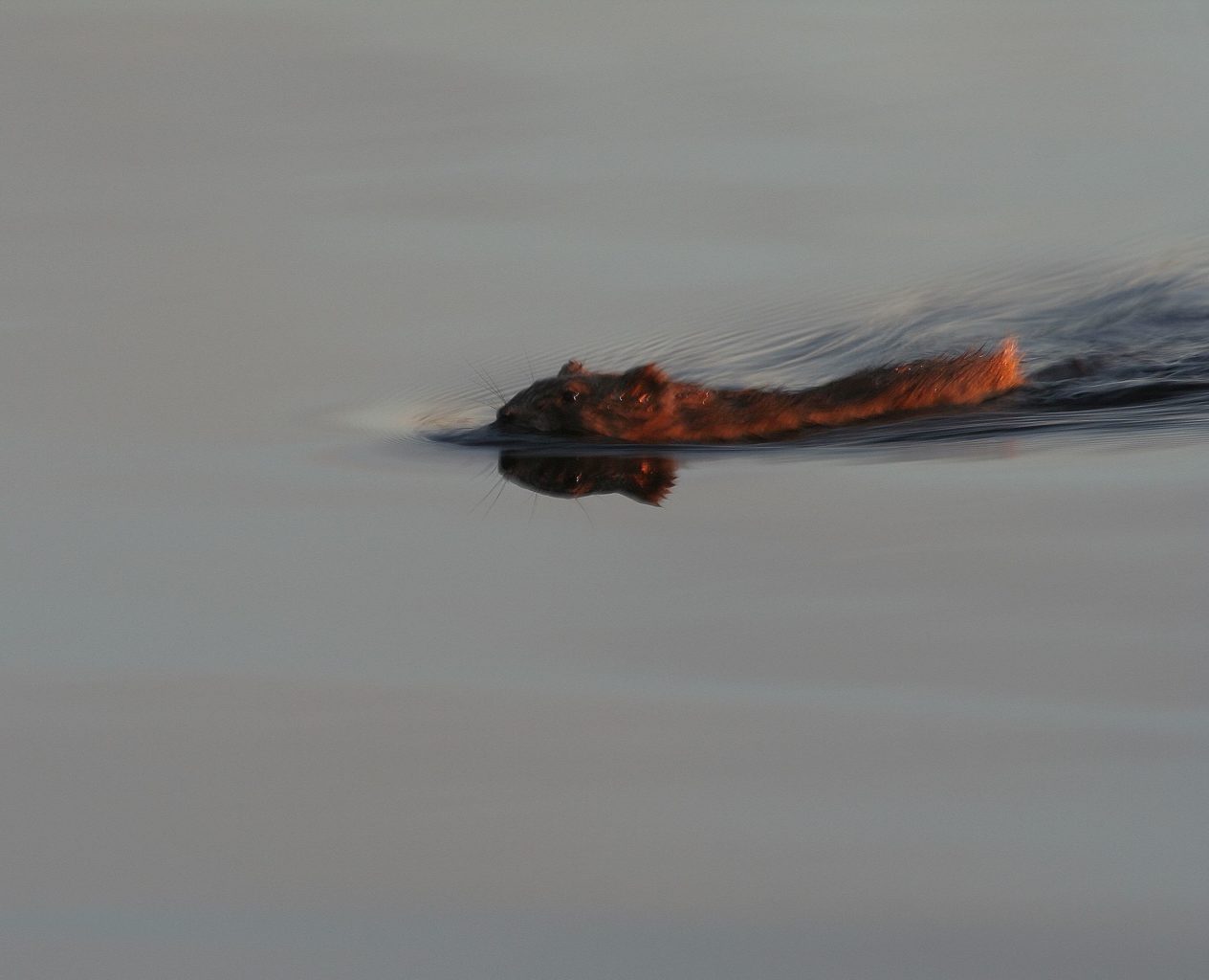 Valokuvaaja: Pirkko Siukonen