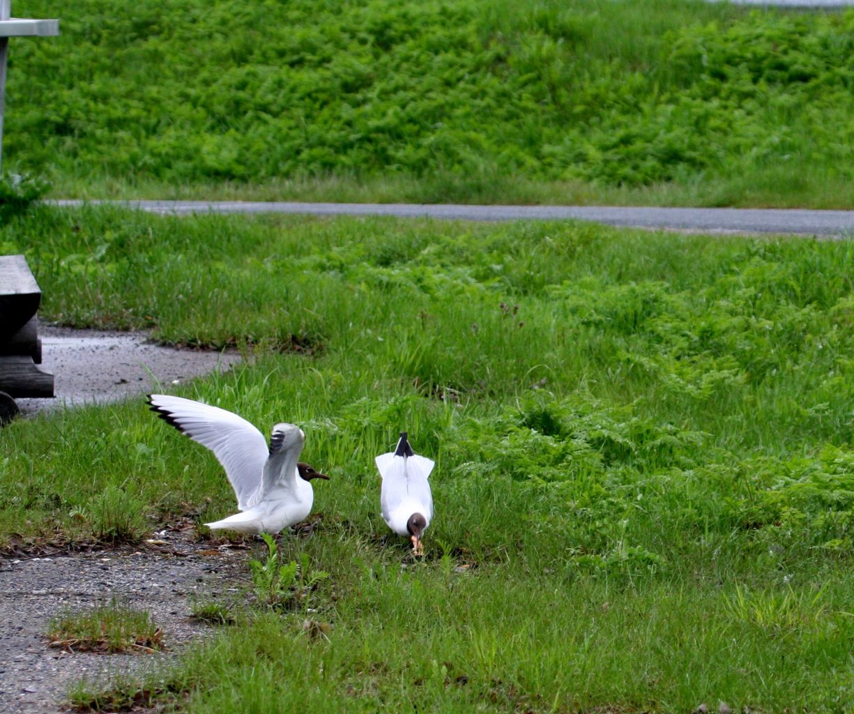 Valokuvaaja: Pirkko Siukonen