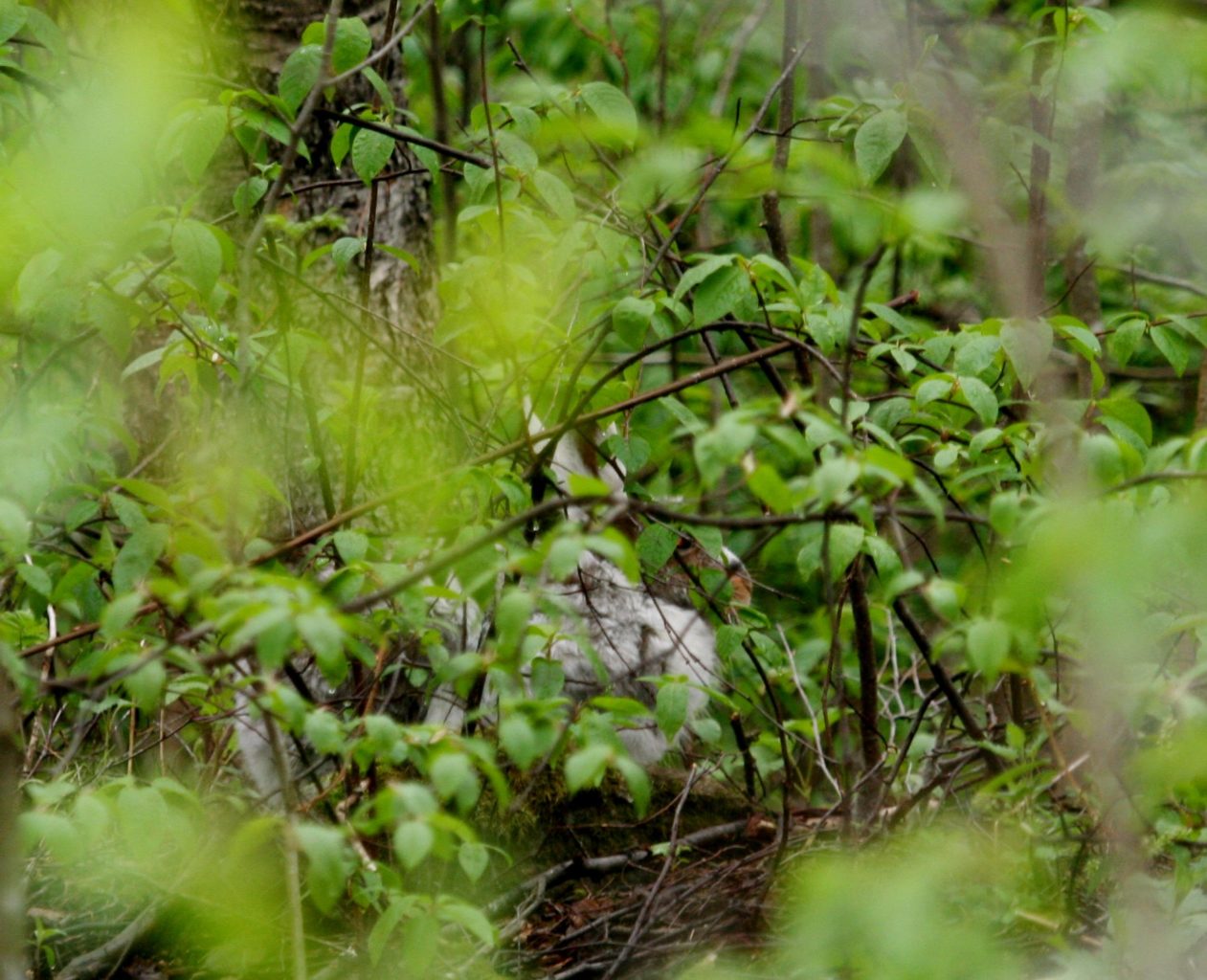 Valokuvaaja: Pirkko Siukonen