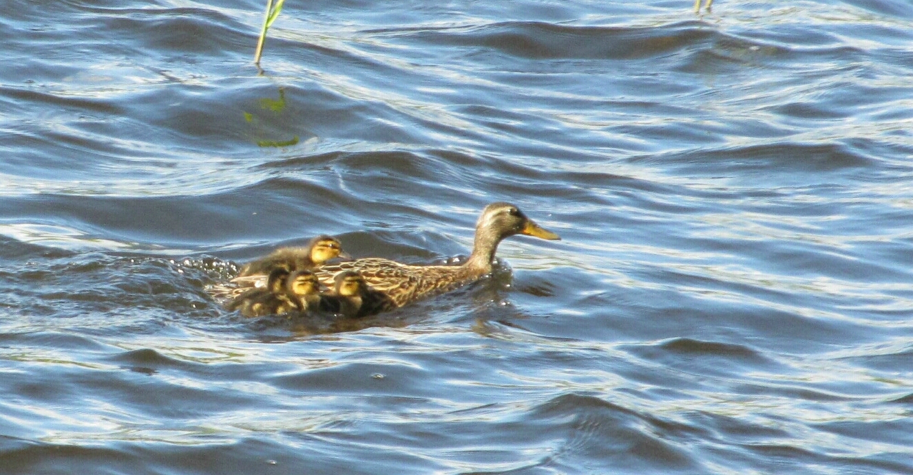Valokuvaaja: Tuula Makkone