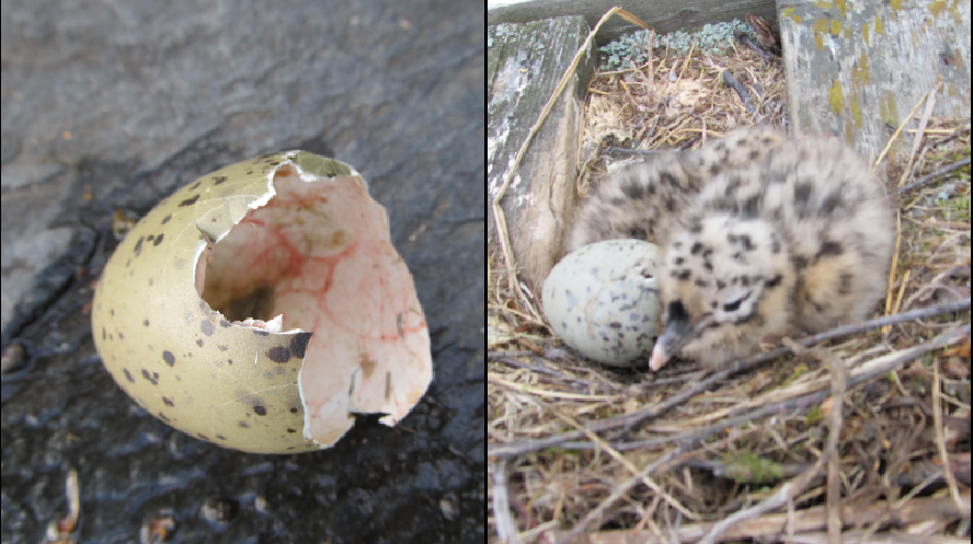 Valokuvaaja: Tuula Makkonen