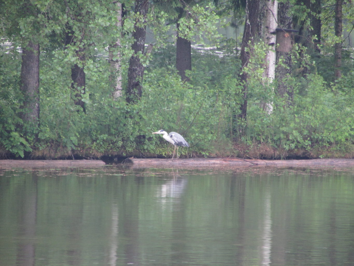 Valokuvaaja: Niina Holmström