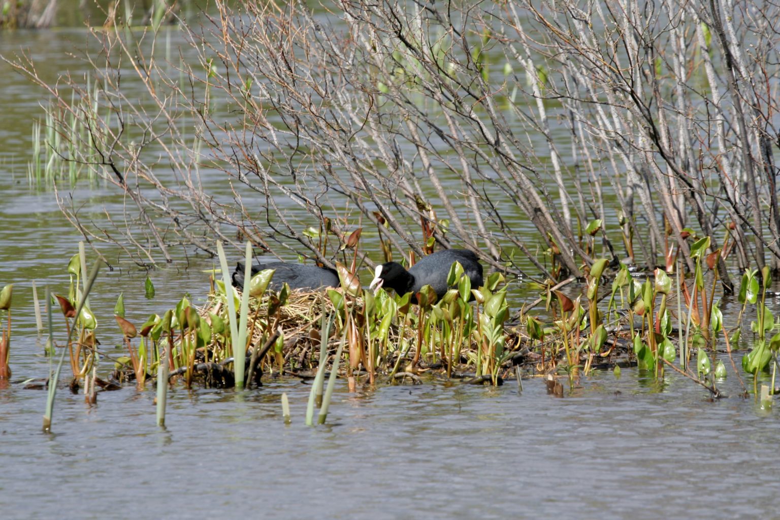 Valokuvaaja: Pirkko Siukonen