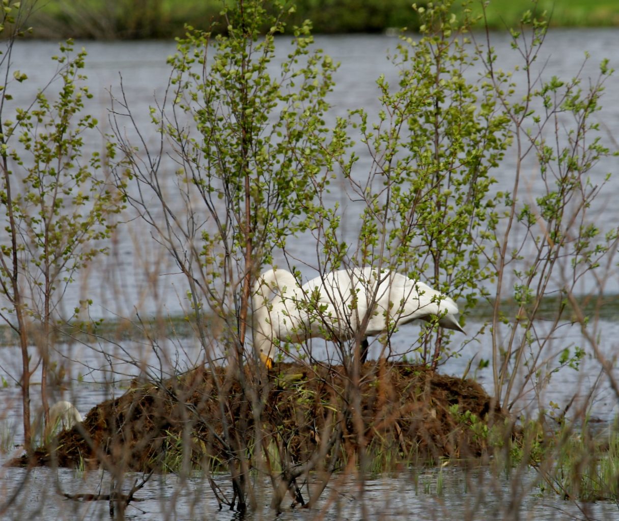 Valokuvaaja: Pirkko Siukonen