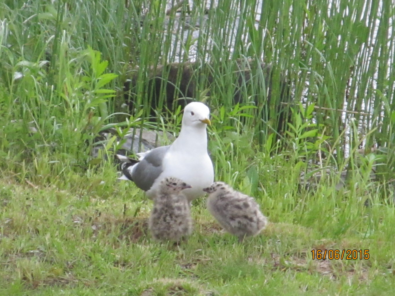 Valokuvaaja: Tuula Makkonen