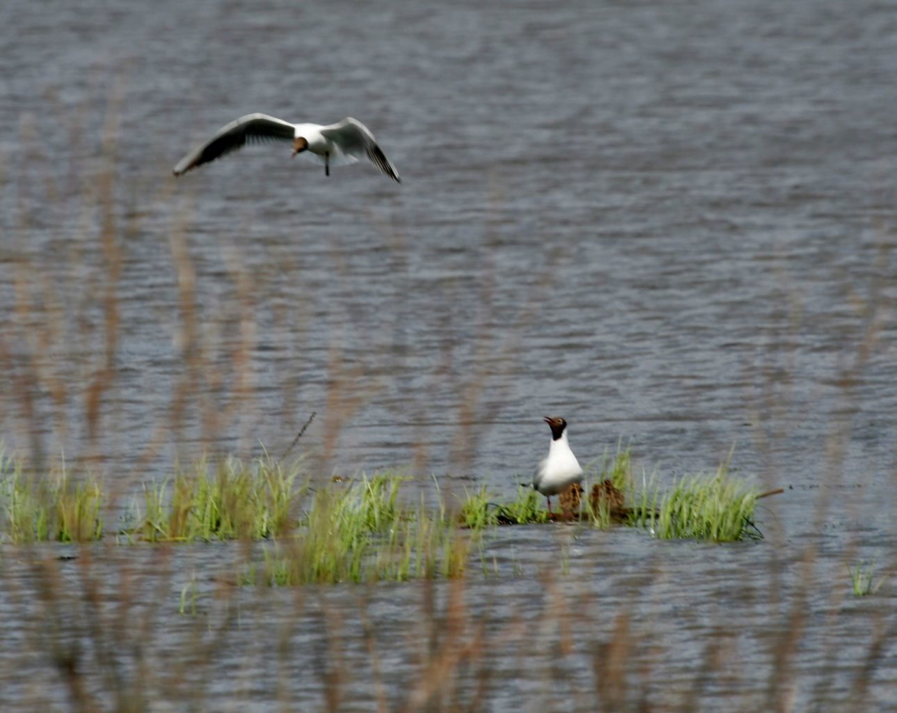 Valokuvaaja: Pirkko Siukonen