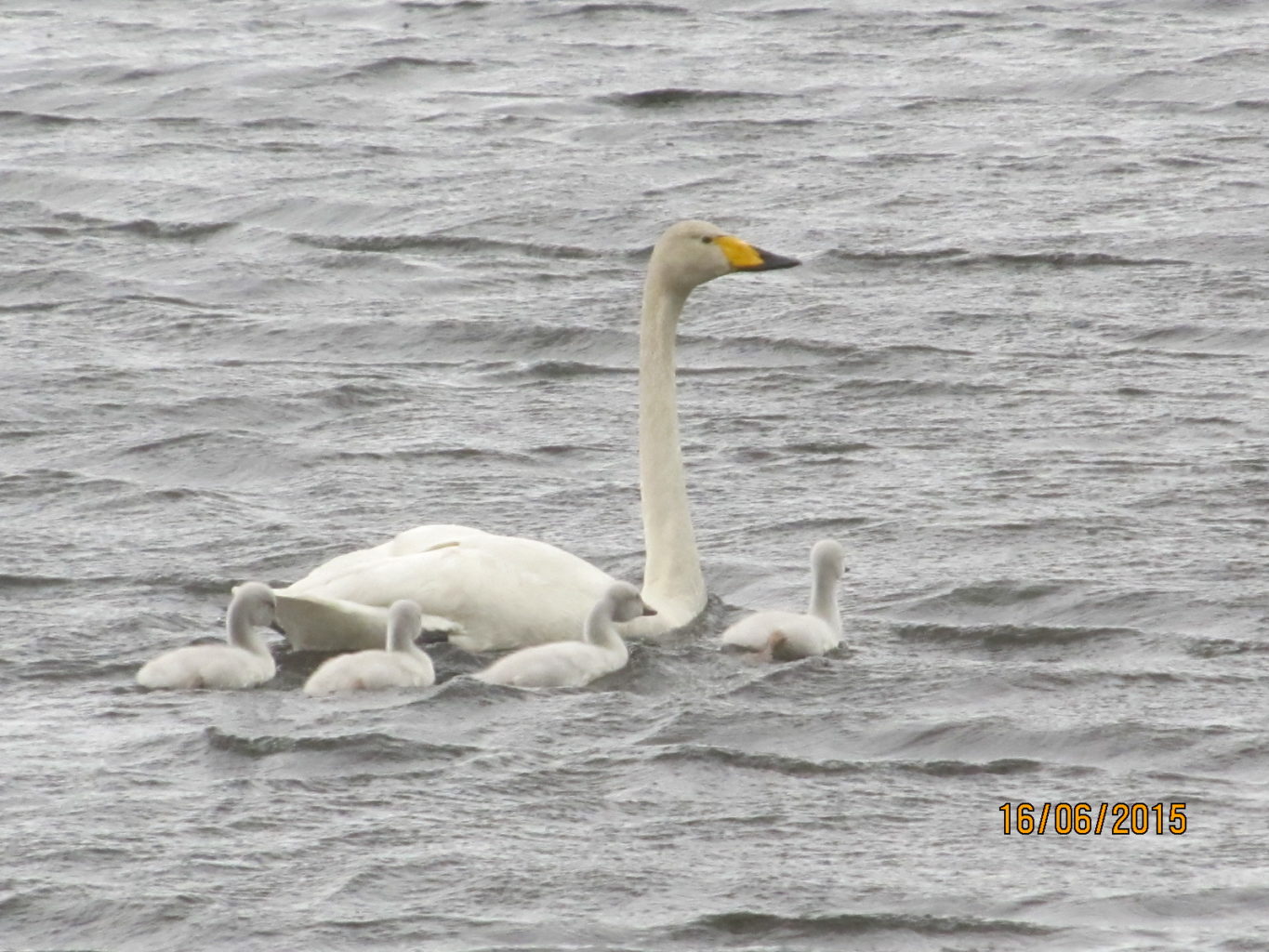 Valokuvaaja: Tuula Makkonen