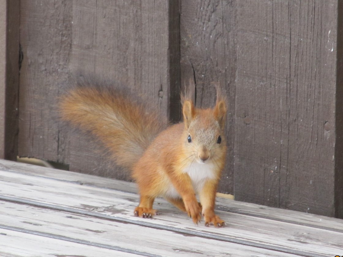 Valokuvaaja: Tuula Makkonen