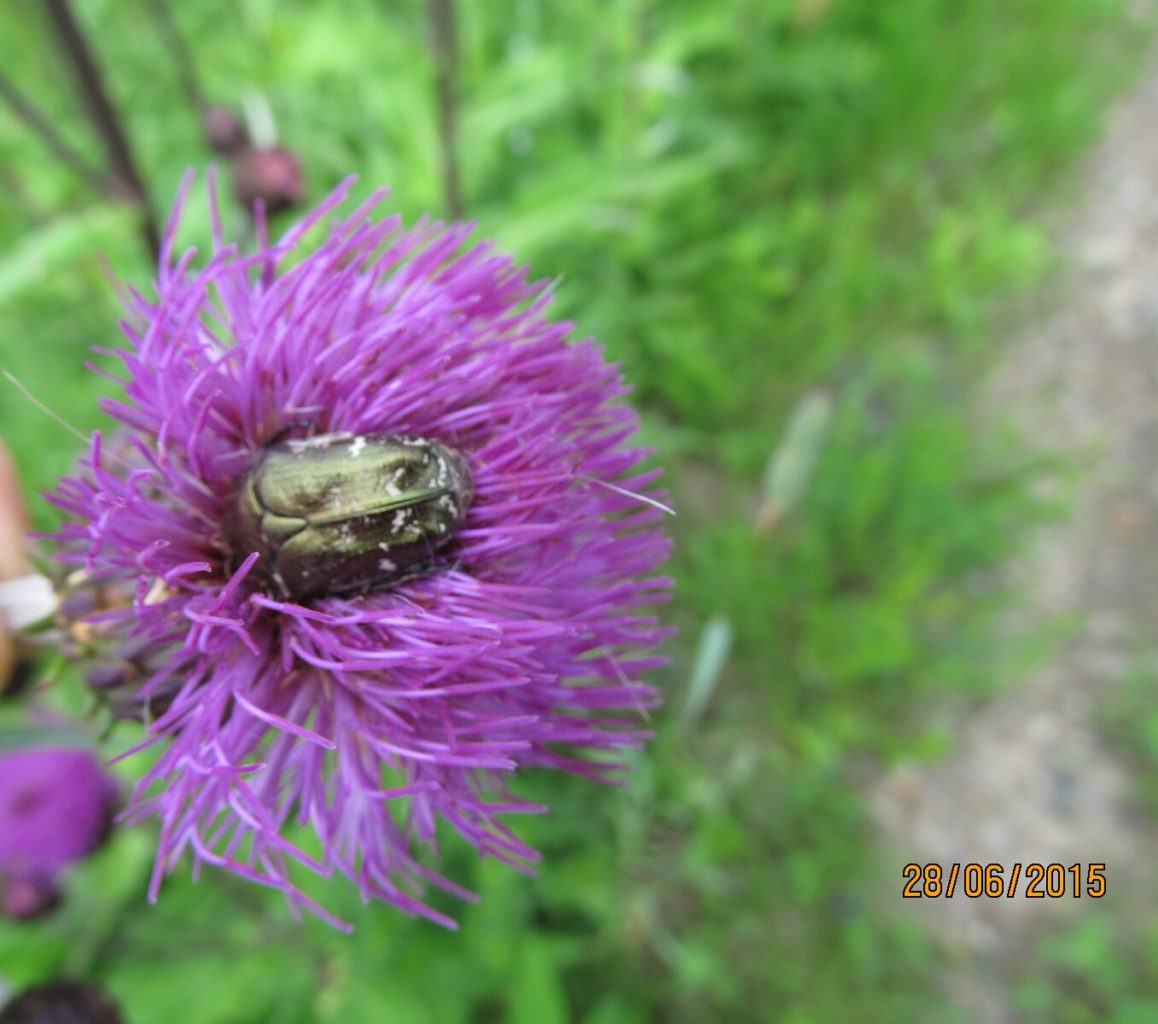 Valokuvaaja: Tuula Makkonen